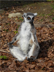 Erlebnispark Straussberg Lemur